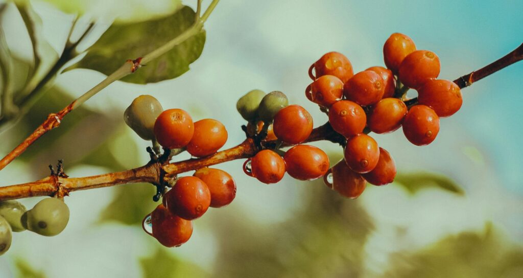 Une branche de caféier chargée de cerises de café majoritairement mûres d'un rouge-orange vif, parsemées de gouttes d'eau, avec quelques fruits encore verts à la base sur un fond flou.