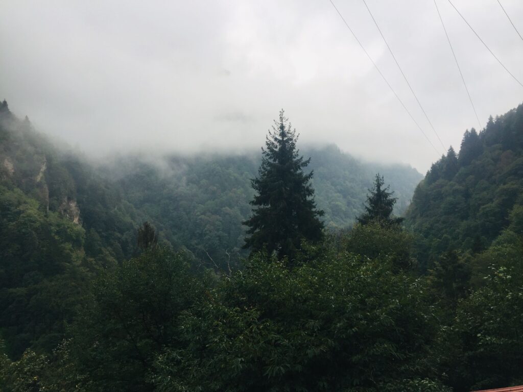 Paysage de montagnes boisées et de sapins enveloppés dans une brume épaisse sous un ciel couvert en pleine nature.
